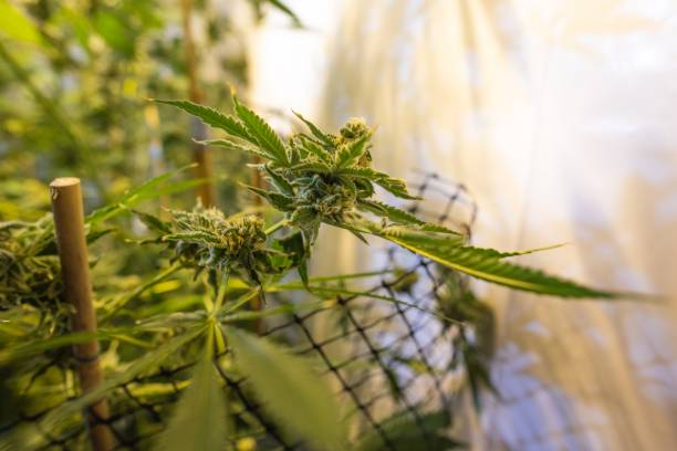 Achat de CBD en ligne