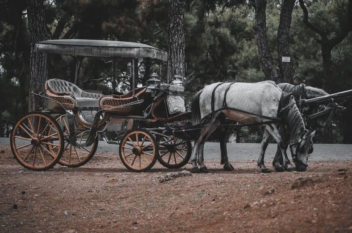 transport chevaux