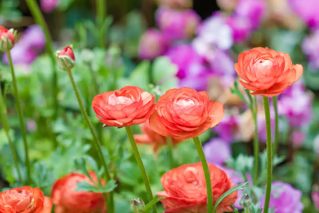 Les 5 fleurs vivaces incontournables pour un printemps éclatant dans votre jardin
