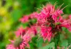 Les 5 fleurs vivaces incontournables pour un printemps éclatant dans votre jardin