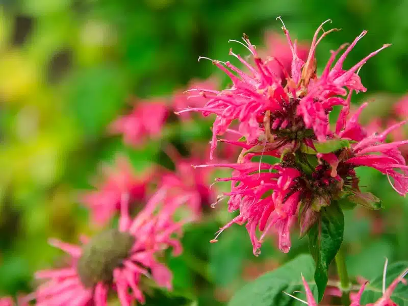 Les 5 fleurs vivaces incontournables pour un printemps éclatant dans votre jardin