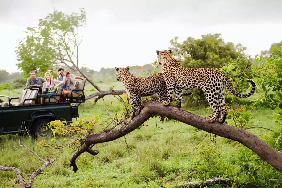 On vous dit tout sur comment faire un safari en Namibie