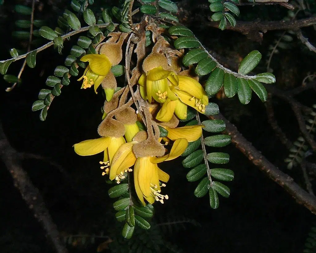 Sophora