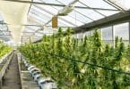 green plants inside greenhouse during daytime