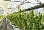 green plants inside greenhouse during daytime