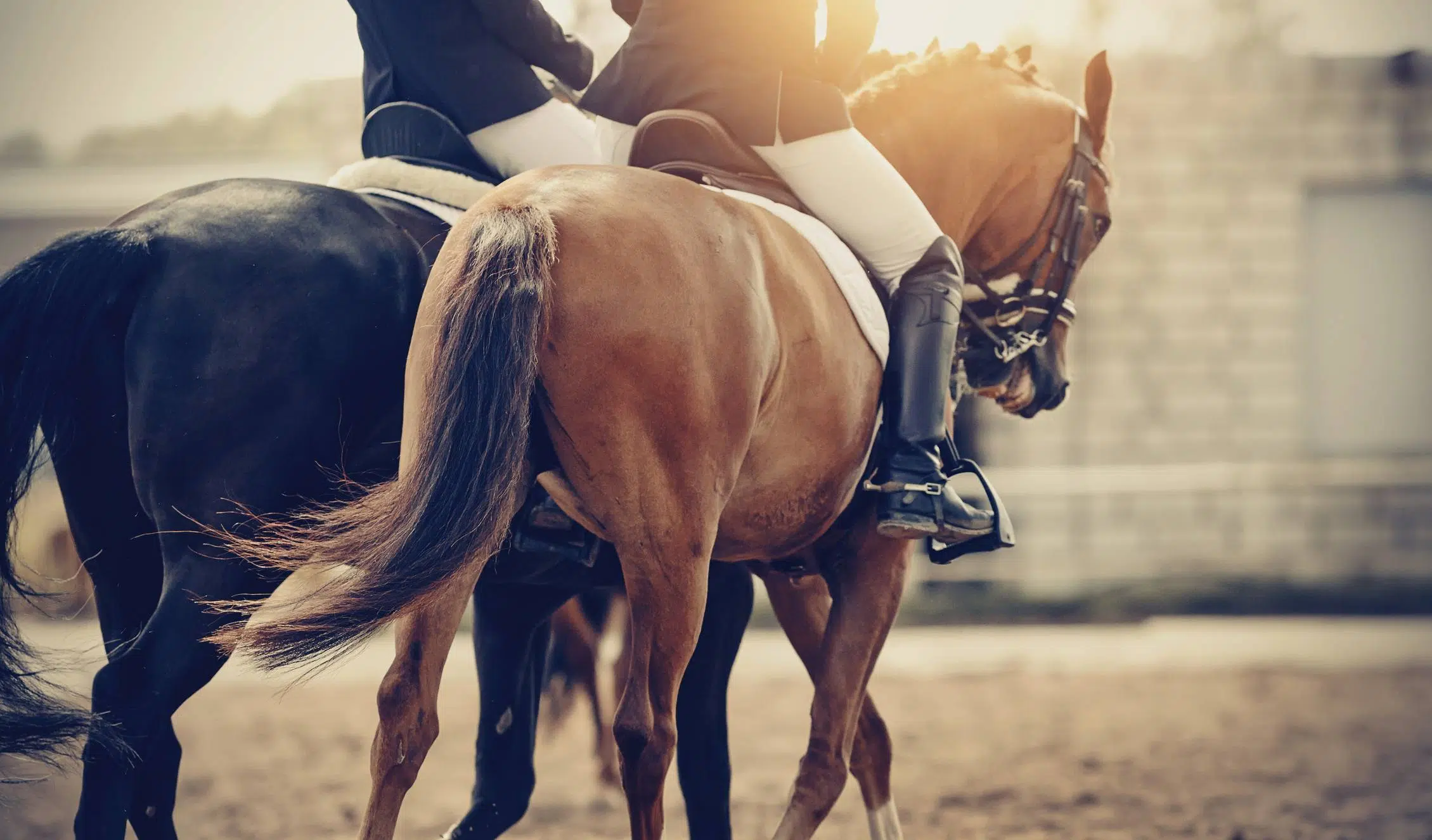 équipements concours équitation