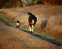 Dubai : comme chien et chat
