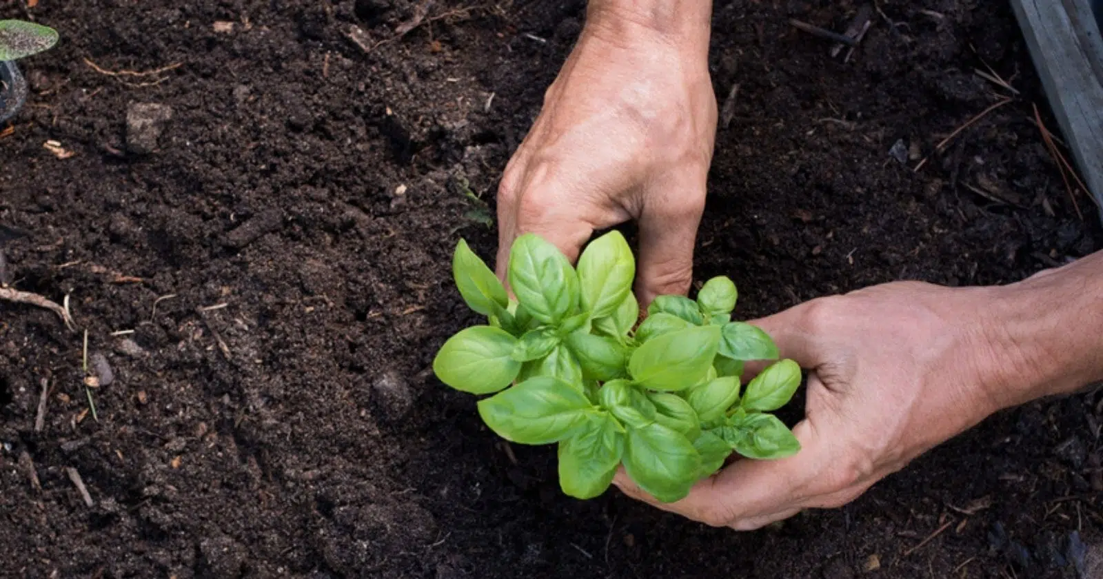 planter le basilic 