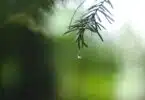 water dew on green leaf