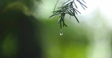 water dew on green leaf