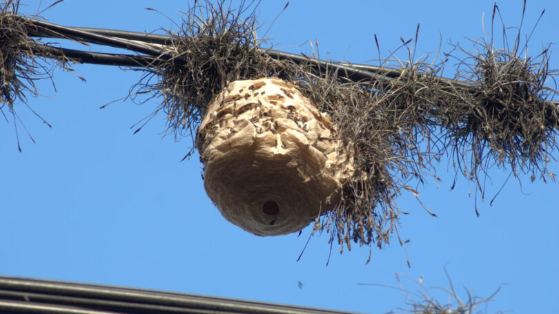 Reconnaître et gérer une infestation de frelons à Dijon