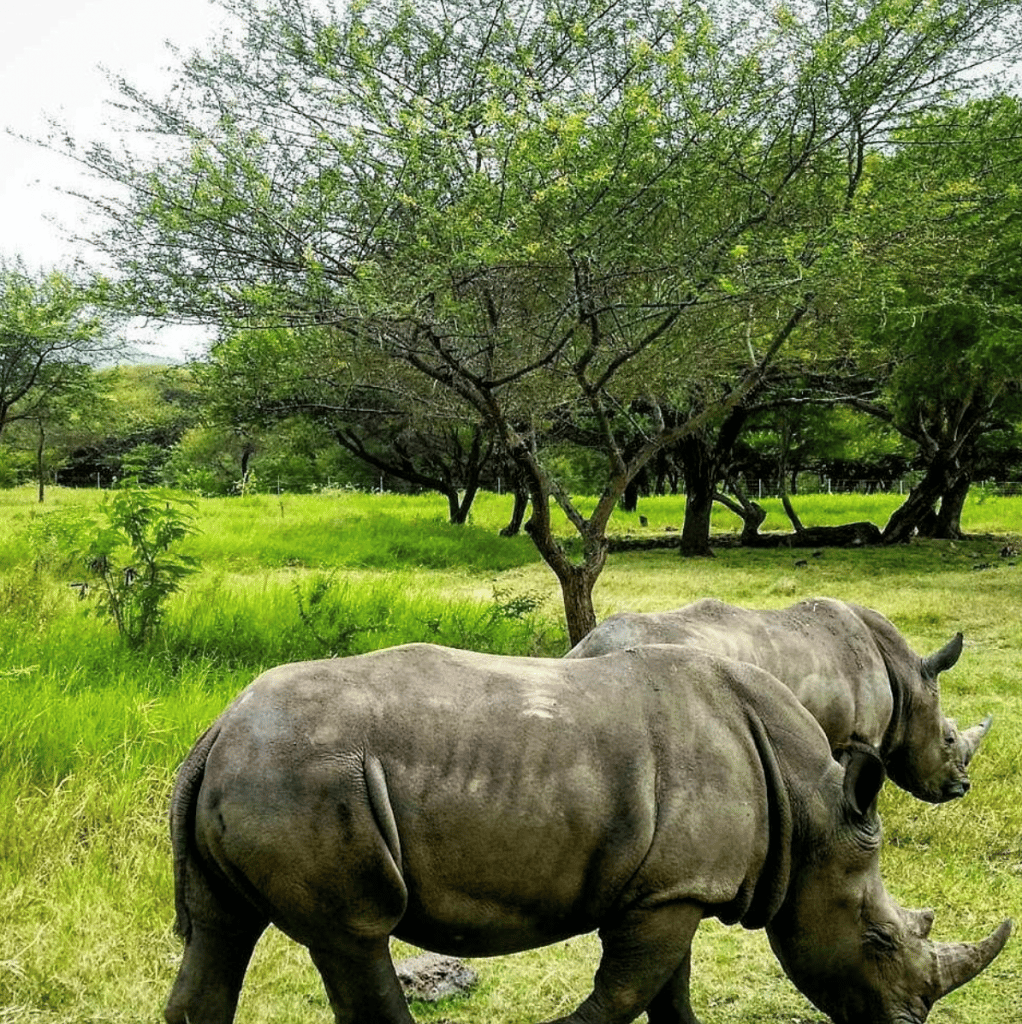 rhinocéros