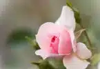 pink and white flower in tilt shift lens