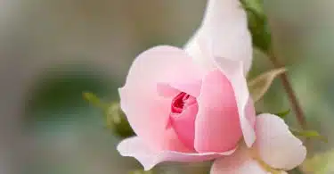 pink and white flower in tilt shift lens