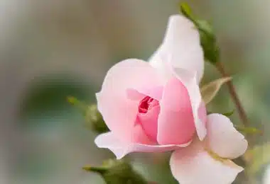 pink and white flower in tilt shift lens