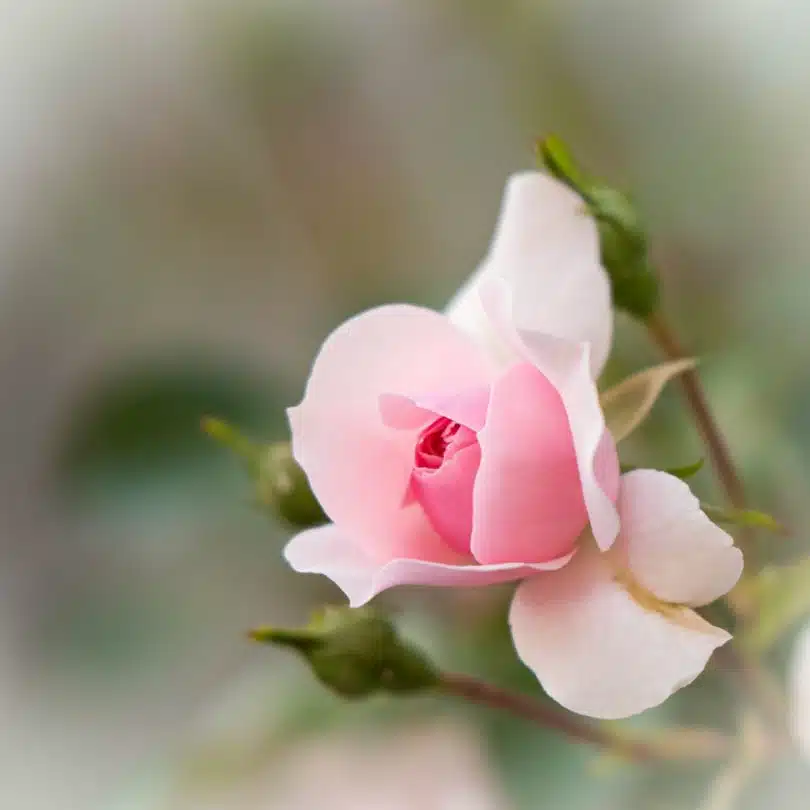 pink and white flower in tilt shift lens